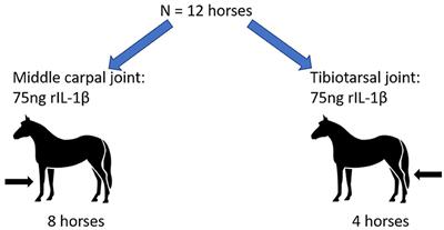 Induction of Synovitis Using Interleukin-1 Beta: Are There Differences in the Response of Middle Carpal Joint Compared to the Tibiotarsal Joint?